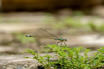 Blue Damselfly