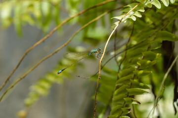 Blue Damselfly