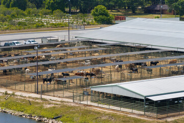 Large stockyard with meat cows. Feeding of cattle on farm feedlot in countryside area