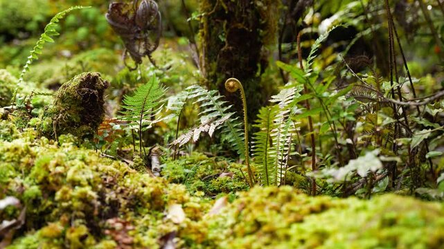 Silver fern unfolding from koru or fiddlehead shape, close-up of iconic New Zealand plant with symbolic spiral pattern