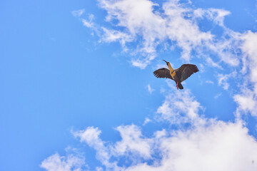 Bird soaring in the Patagonian sky.