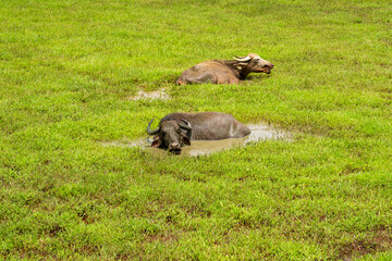 Water Buffalo Bathing in a Muddy Pond with Green Grass