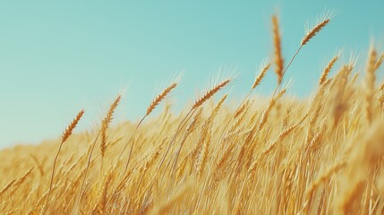 Fototapeta premium Warm Golden Field of Swaying Wheat on a Serene Day