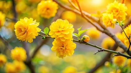 A delicate branch adorned with vibrant yellow blossoms, basking in the warm glow of the setting sun, showcases the beauty of nature's delicate artistry.