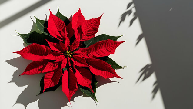Red poinsettia plant isolated on white background, red flower, rose, plants, flowers