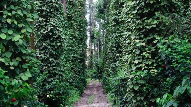 coffee plantation with black pepper plants