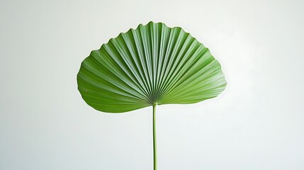 Palm leaves isolated on white background.