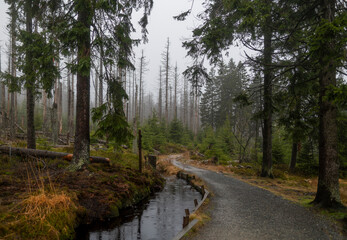 A foggy day and a dirt road among big pine trees