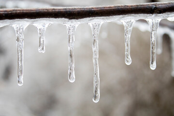 A few icicles on a branch