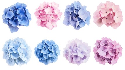 Naklejka premium Colorful hydrangea flowers on white background