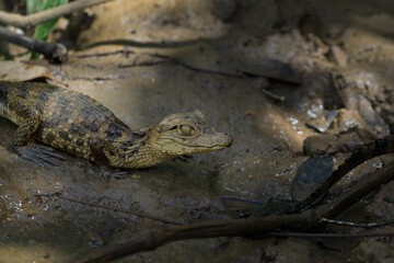 Baby hatchling spectacled caiman on a muddy riverbank. Caiman crocodilus. Profile view.