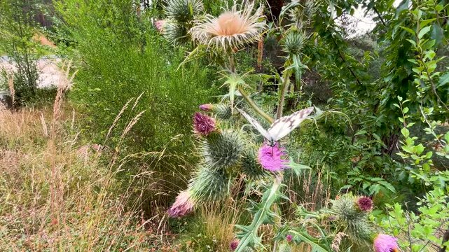 Spectacular slow motion images of a butterfly perched on a thistle with violet flowers and fluttering gently, we see the drawing on its wings, next to it there is an orange bumblebee taking flight