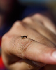 hand holding a bug