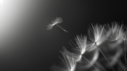 Close-up of a dandelion seed dispersing in the wind in black and white
