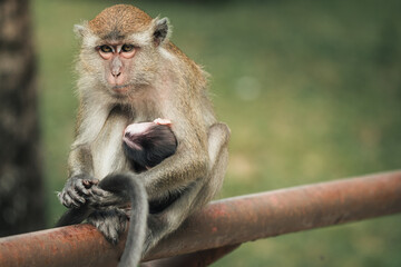 mother macaque monkey with infant in the park