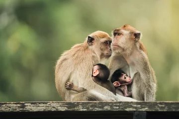 Gardinen Affe long-tailed macaque monkey parenting in the park  © CSJ STUDIO