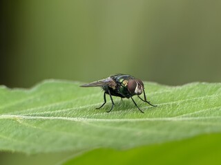 Flesh flies or Sarcophaga land on leaves