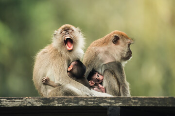 long-tailed macaque and baby living in the park