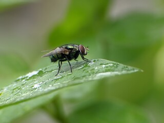 Flesh flies or Sarcophaga land on leaves