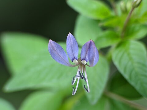 flower on a green background