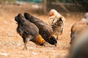 range chicken in the farm