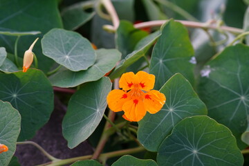 Flor Laranja Capuchinha Comerstível