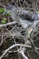 Juvenile night heron in motion 