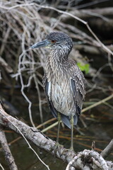 Juvenile night heron standing tall