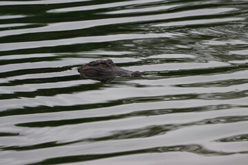Profile of an alligator in the water