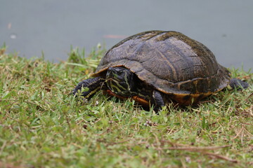 A grumpy looking pond turtle