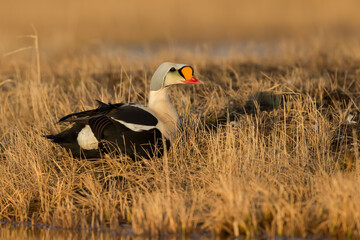 King Eider