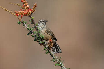 Cactus Wren