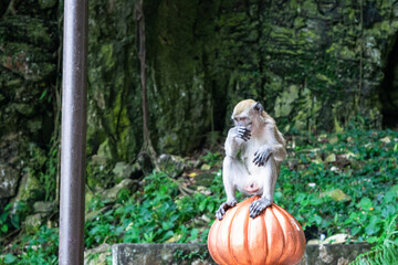Monkey is sitting on an orange dome and scratching its nose in a park in kuala lumpur