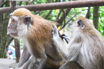 Monkey carefully inspects the fur of another monkey, providing a natural and peaceful scene of