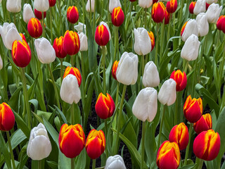 Beautiful flowers tulips nature backgroung
