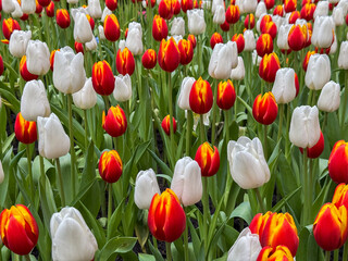 Beautiful flowers tulips nature backgroung