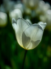 Beautiful flowers tulips nature backgroung