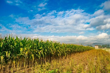 A vibrant cornfield under a bright blue sky with scattered clouds, showcasing lush green corn plants and a distant building, highlighting the beauty of rural agriculture