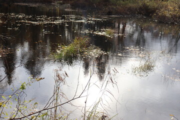 A beautiful reflection of the water in autumn with a cloudy sky, plants and trees.. Peaceful and zen image in the nature. Environment et preservation of the water.