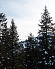 snow covered pine trees