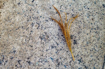 A close up of a dried rice plant on a textured concrete surface, showcasing the intricate details of the grains and the contrast between natural and man made elements