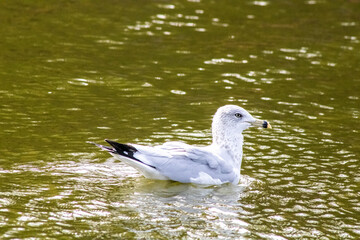 gull on the water