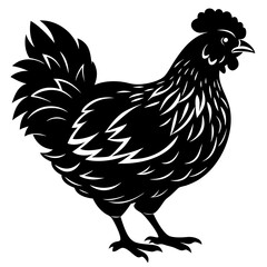 rooster isolated on white background