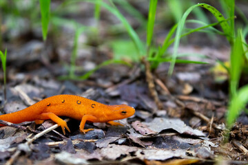 Eastern newt crawling across dead leaves