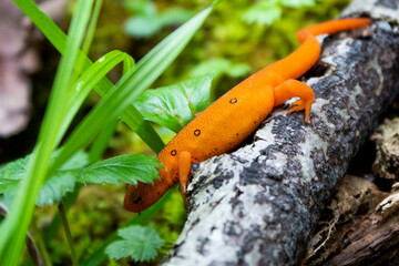 Eastern newt climbing over small twig