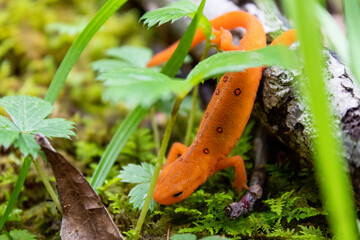 Eastern newt climbing over tiny twig
