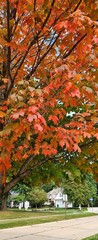 autumn leaves in the park