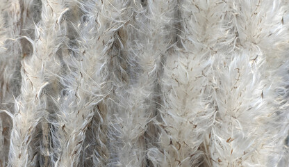 Natural reed flowers background. A bunch of soft, furry reed flowers for decoration and background concepts