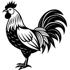 rooster isolated on white background