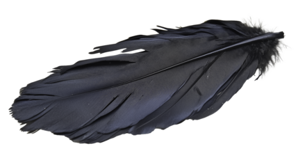 A black feather with a black tip. The feather is long and thin. It is laying on a white background
